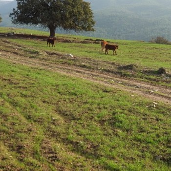 Limuzin Besiciliği